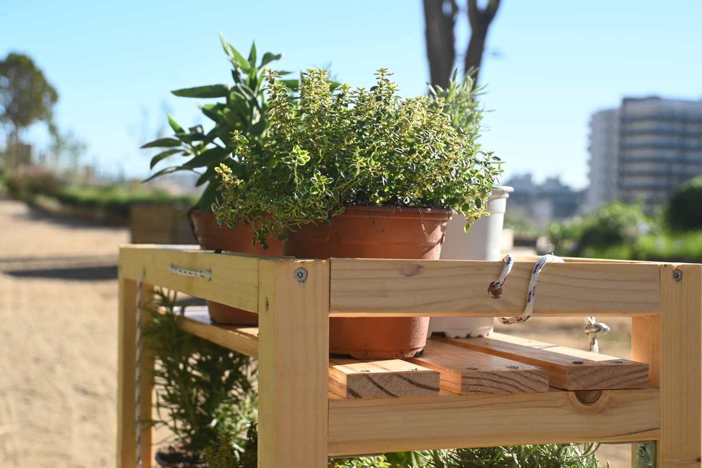 A planted shelf standing in the communal garden