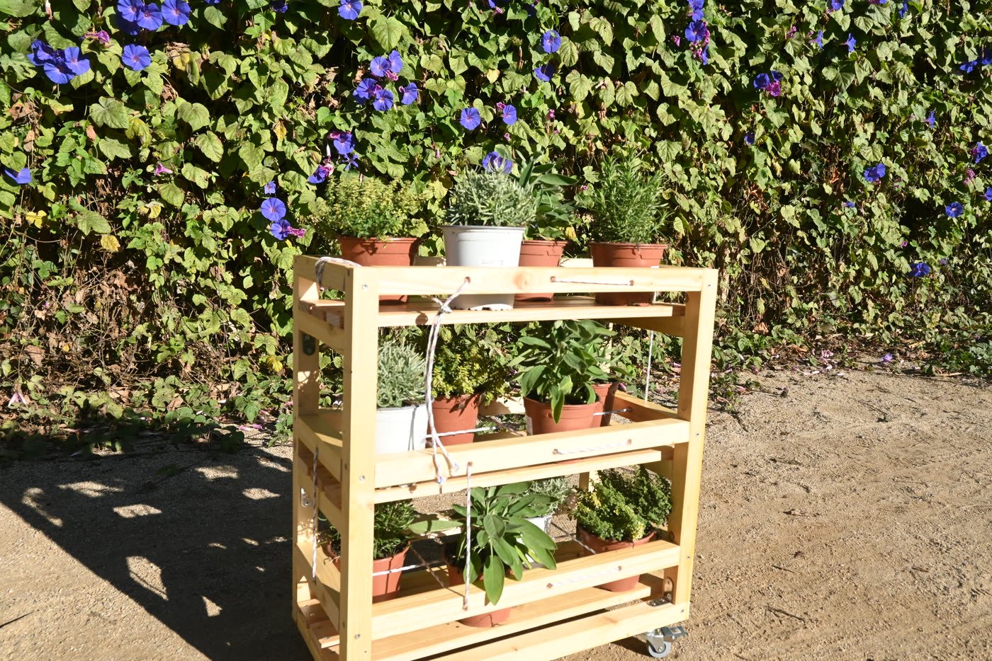 A planted shelf standing in the communal garden