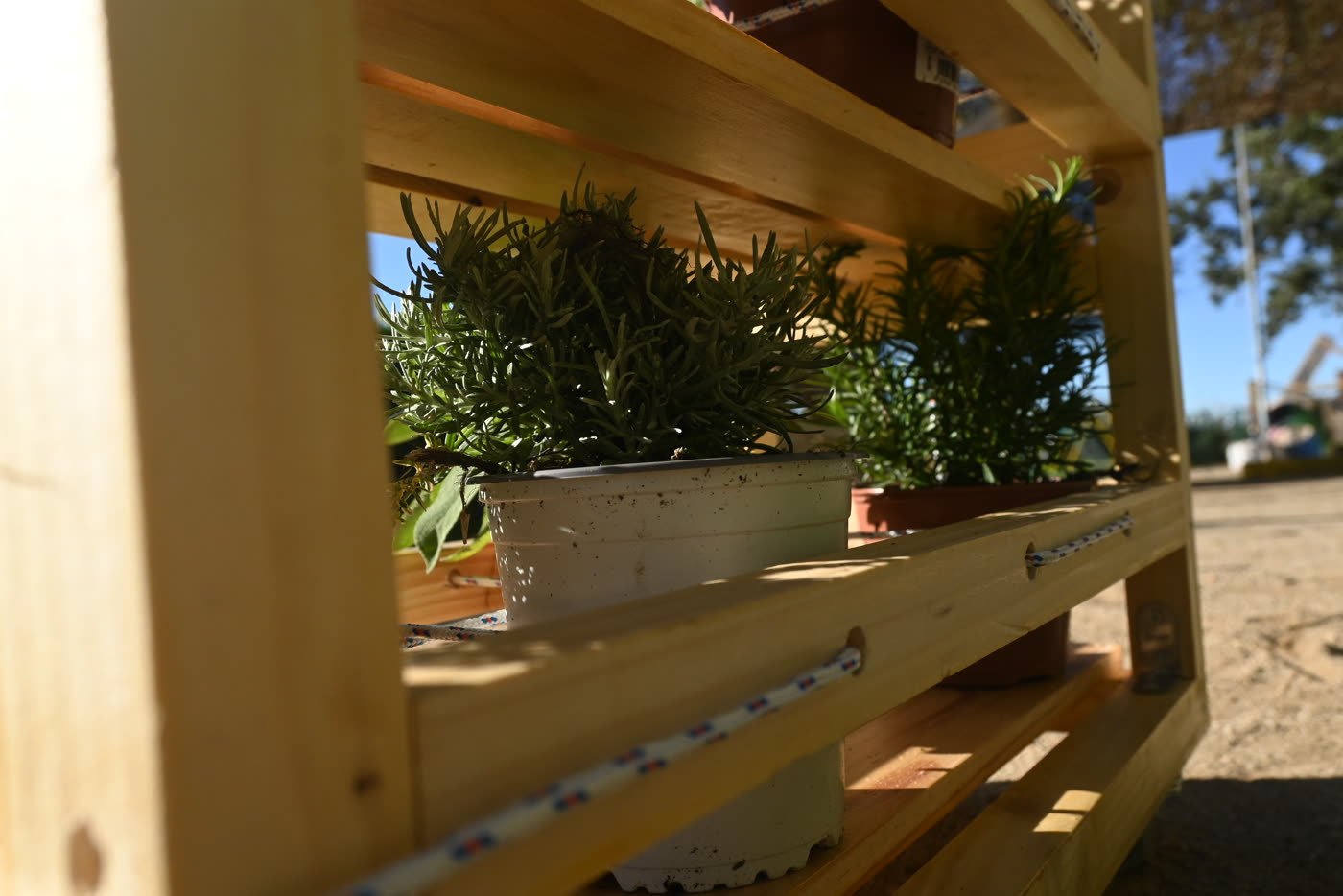 A planted shelf standing in the communal garden