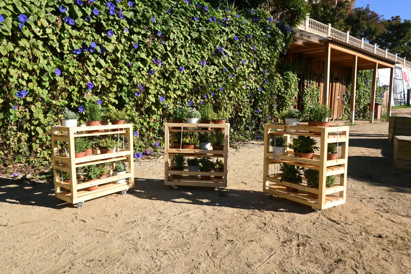 A planted shelf standing in the communal garden
