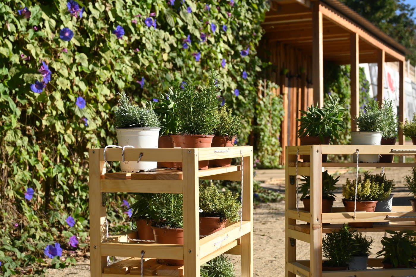 A planted shelf standing in the communal garden