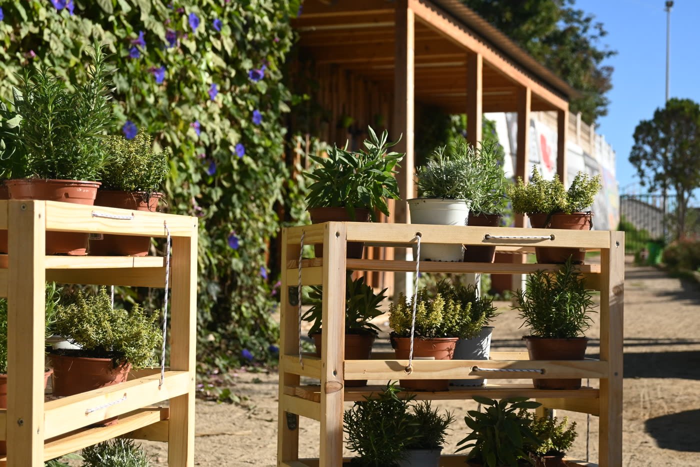A planted shelf standing in the communal garden