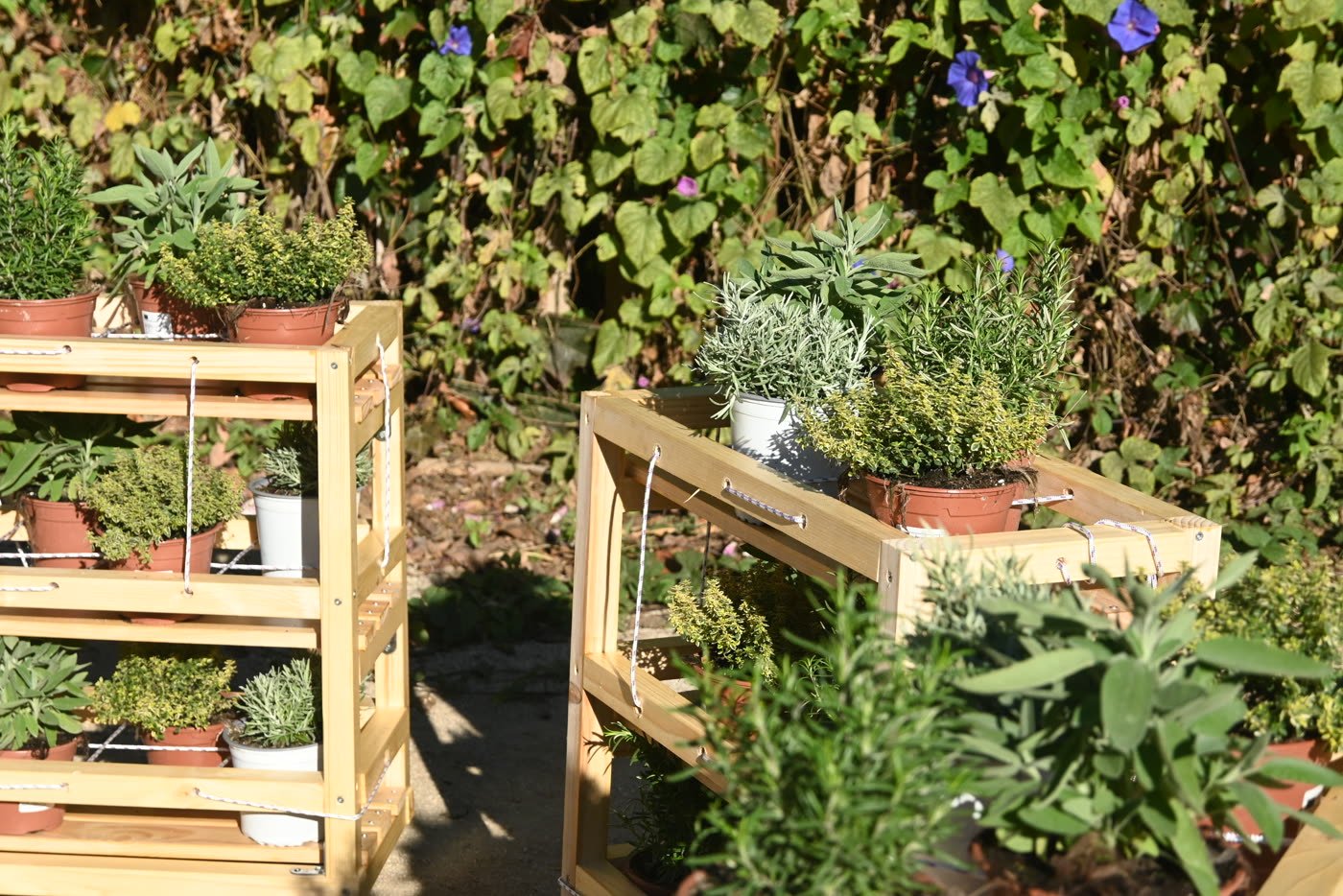 A planted shelf standing in the communal garden